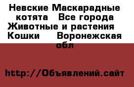 Невские Маскарадные котята - Все города Животные и растения » Кошки   . Воронежская обл.